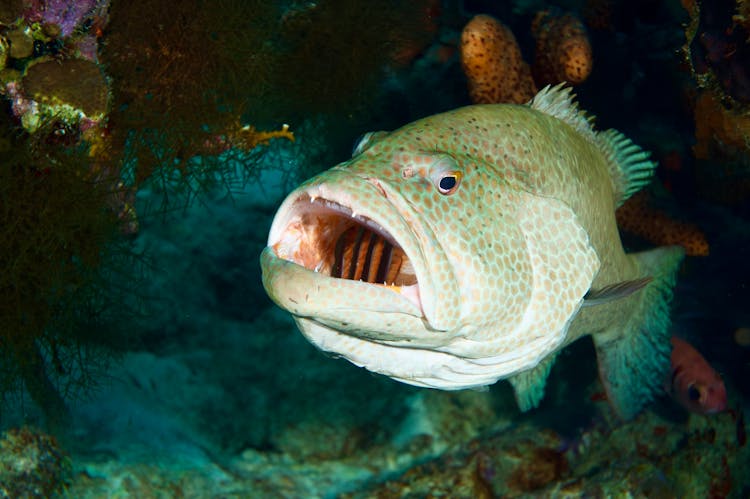 Epinephelus, Grouper Fish In Deep Water 