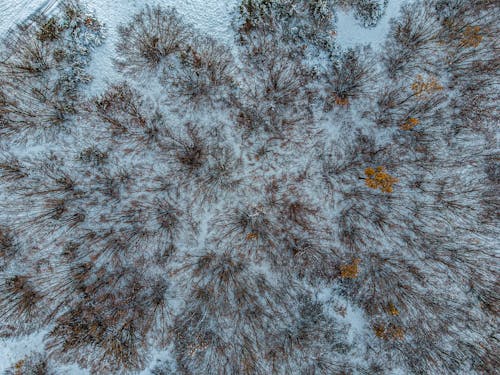 Imagine de stoc gratuită din arbori, codru, fotografie cu drona