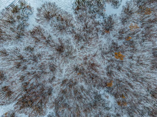 Immagine gratuita di alberi, foresta, freddo