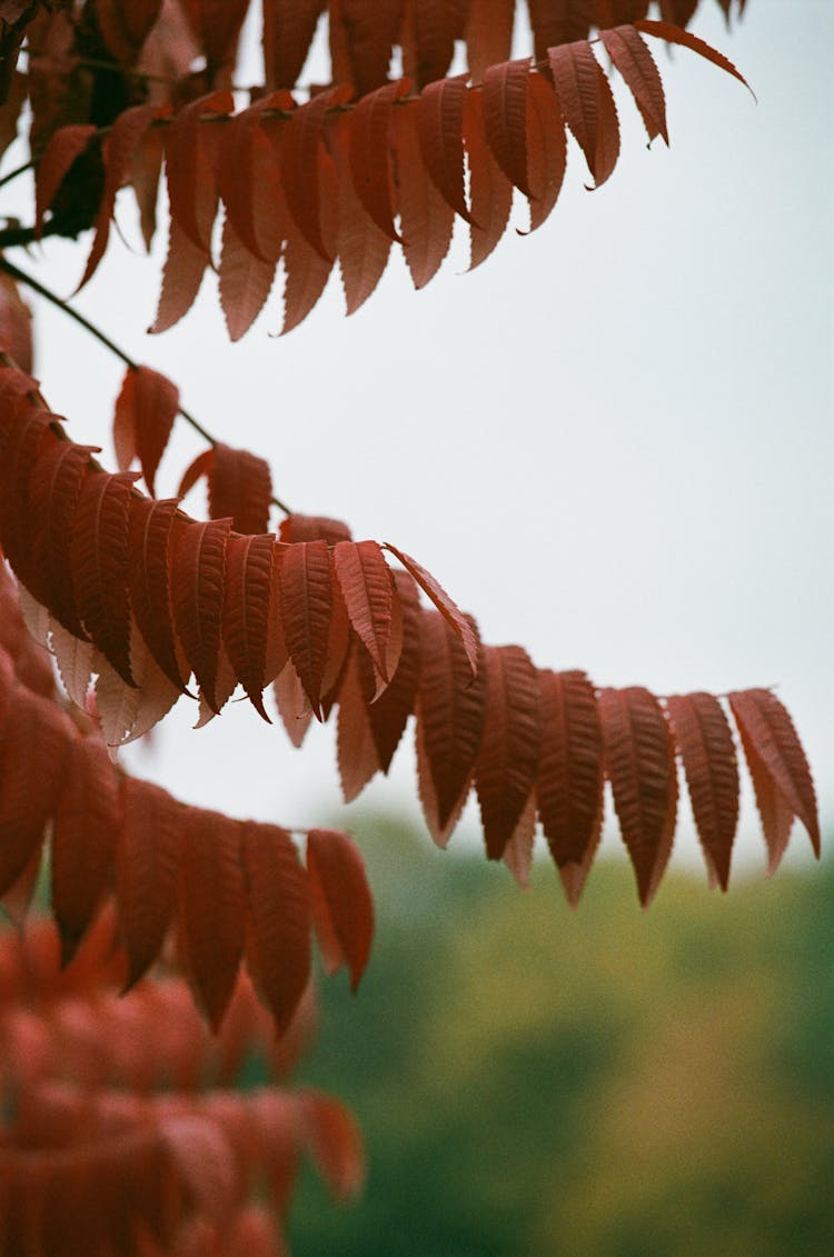 Autumn Leaves On Tree Branch