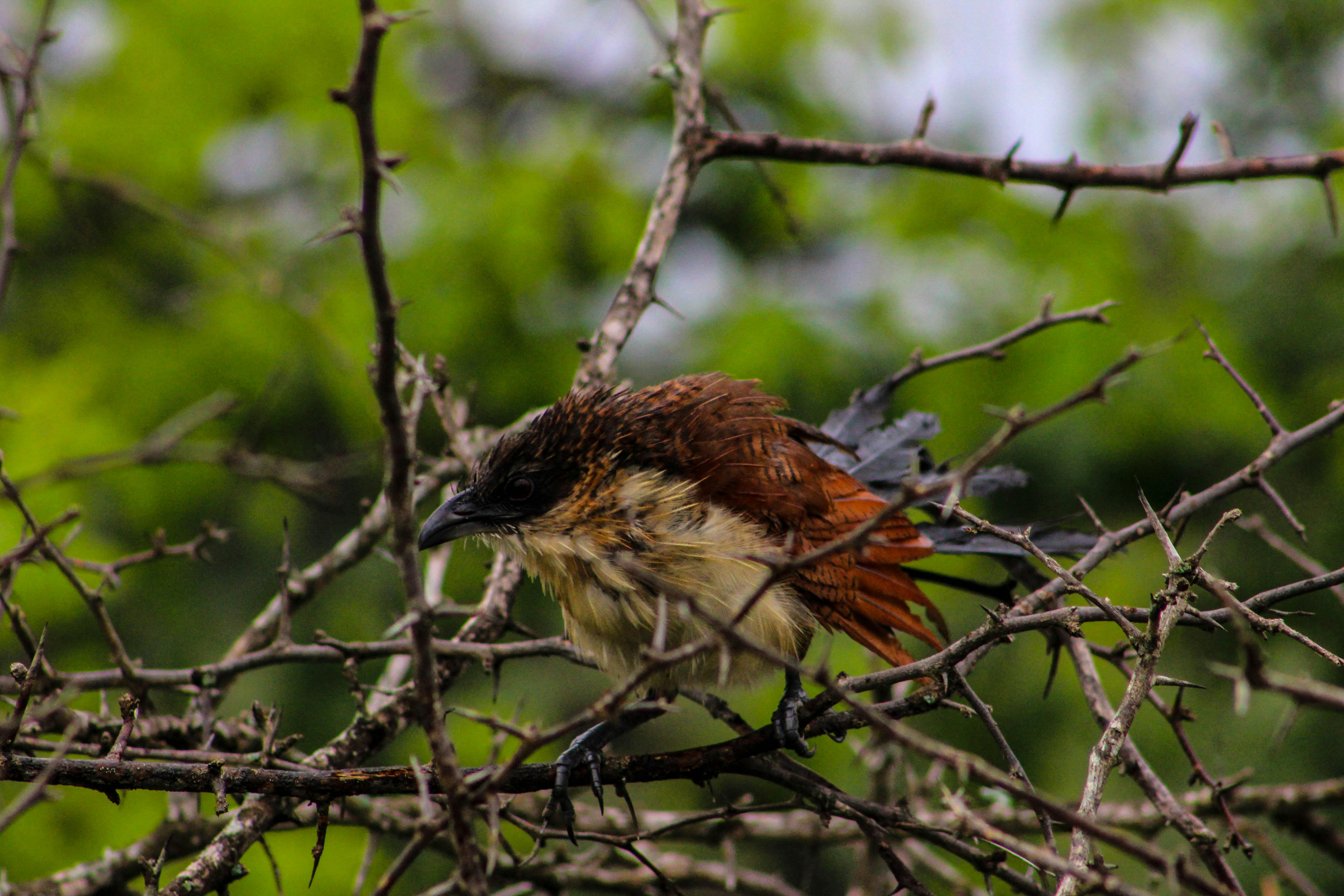 Person at a table filming a healthy meal with a smartphone for social media