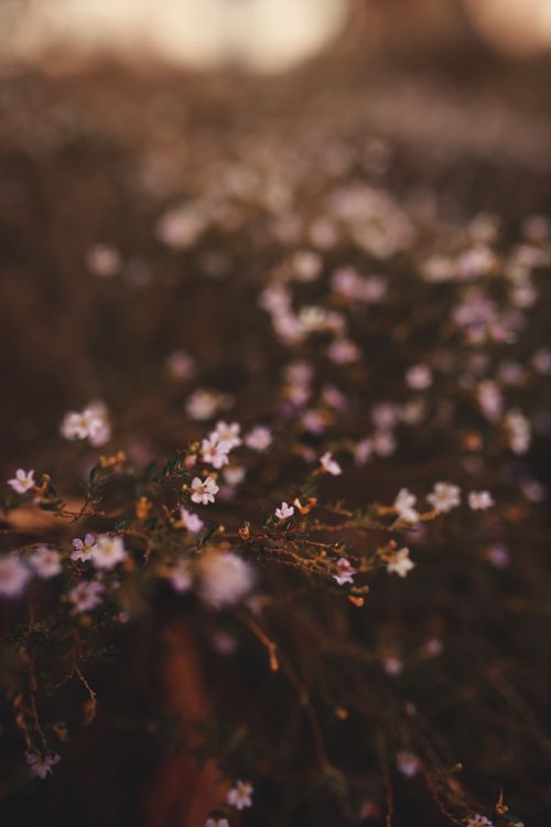 Free Gentle wildflowers in a blurred earthy setting, offering a serene natural scene. Stock Photo