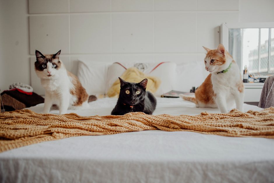 Pet Insurance for Indoor Cats UK 2026: The Essential Guide