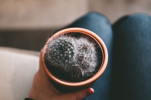 Free A cozy close-up of a cactus in a clay pot held on a person's lap indoors. Stock Photo
