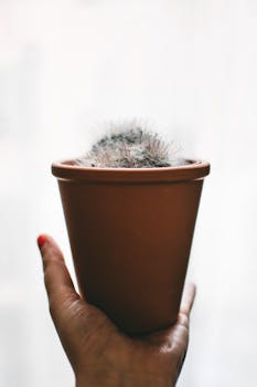 白色背景上，手握陶土罐里的仙人掌特写