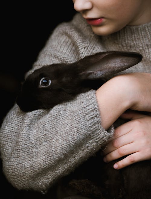 Free Person Holding a Rabbit  Stock Photo