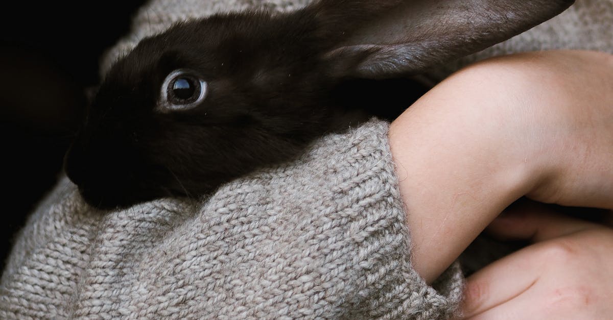 How to make bunny ears easy