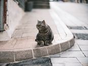 Cute tabby cat sitting on a sidewalk in Hong Kong Island, showcasing urban feline life.