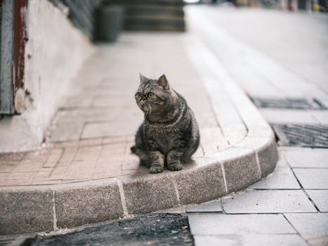 Cute tabby cat sitting on a sidewalk in Hong Kong Island, showcasing urban feline life.