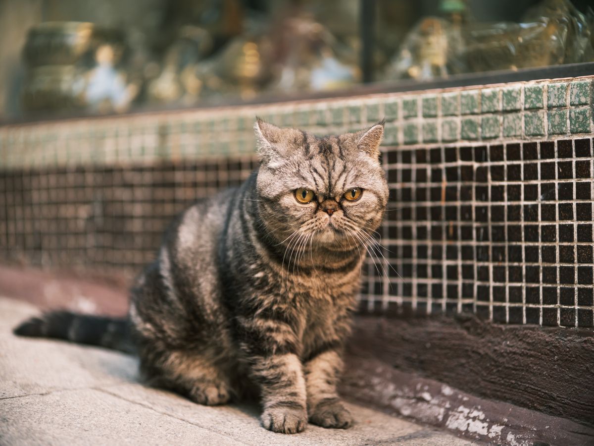 Chat exotic shorthair tigré à la face aplatie et aux grands yeux ronds, assis