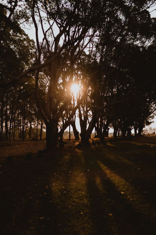 Free Serene forest with sunset casting warm hues through trees, creating beautiful silhouettes. Stock Photo