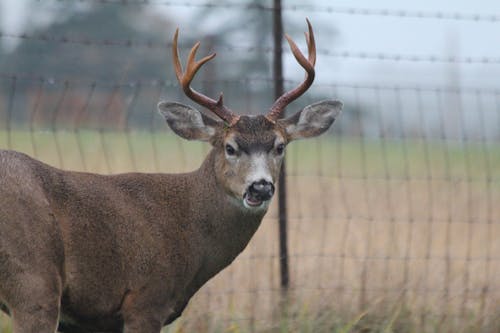 Ilmainen kuvapankkikuva tunnisteilla uros blacktail deer 3 osoitin