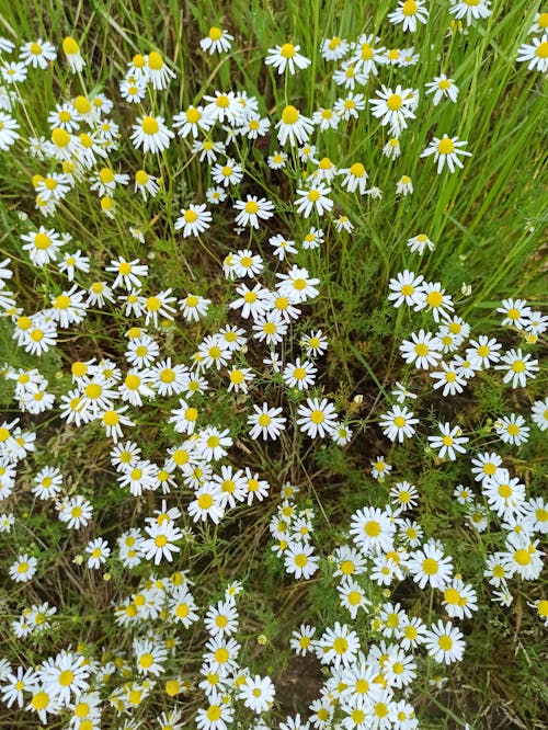 Foto stok gratis aster, bagus, berkembang