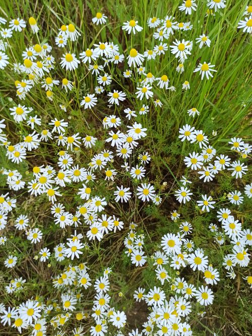 Free Vibrant white daisies blossoming in a lush green field in Belarus, captured from above. Stock Photo