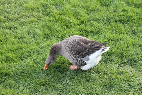 Free stock photo of gray goose, my pet goose