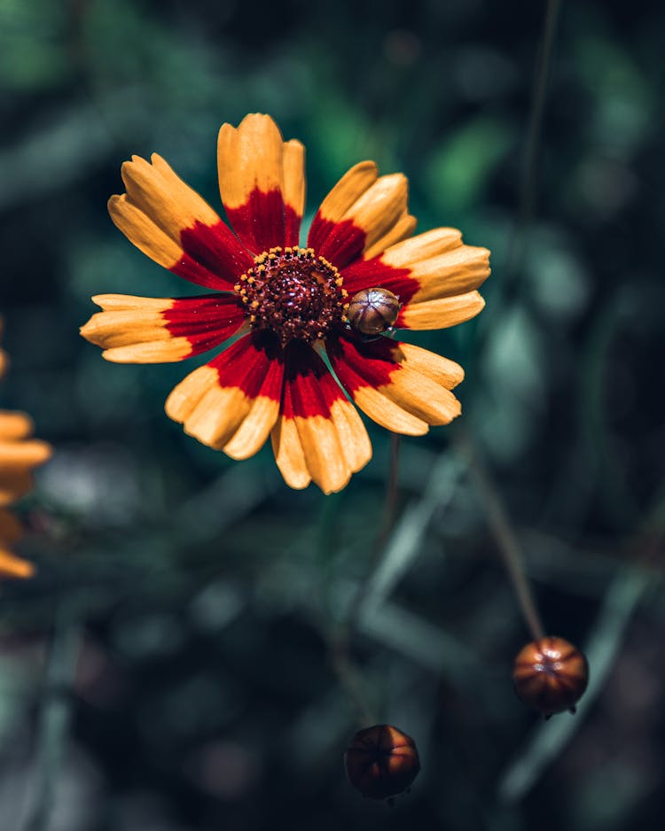 Close Up Of Flower