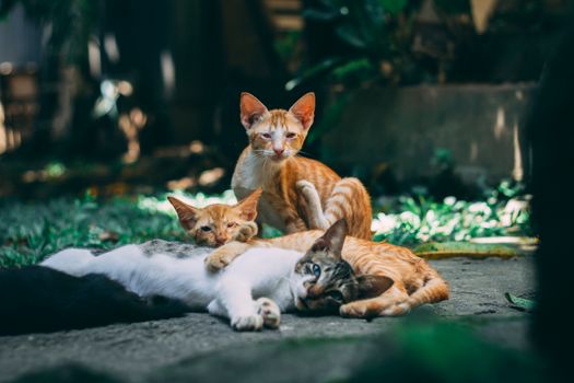 Three playful tabby cats relaxing together outdoors in natural sunlight, showcasing feline bonding.