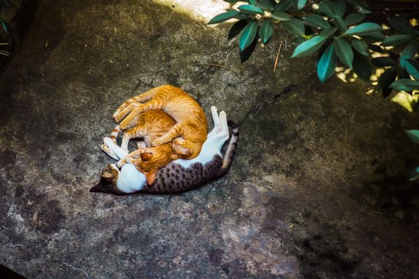 Dois gatos deitados pacificamente em uma superfície de pedra iluminada pelo sol sob folhagem verde.