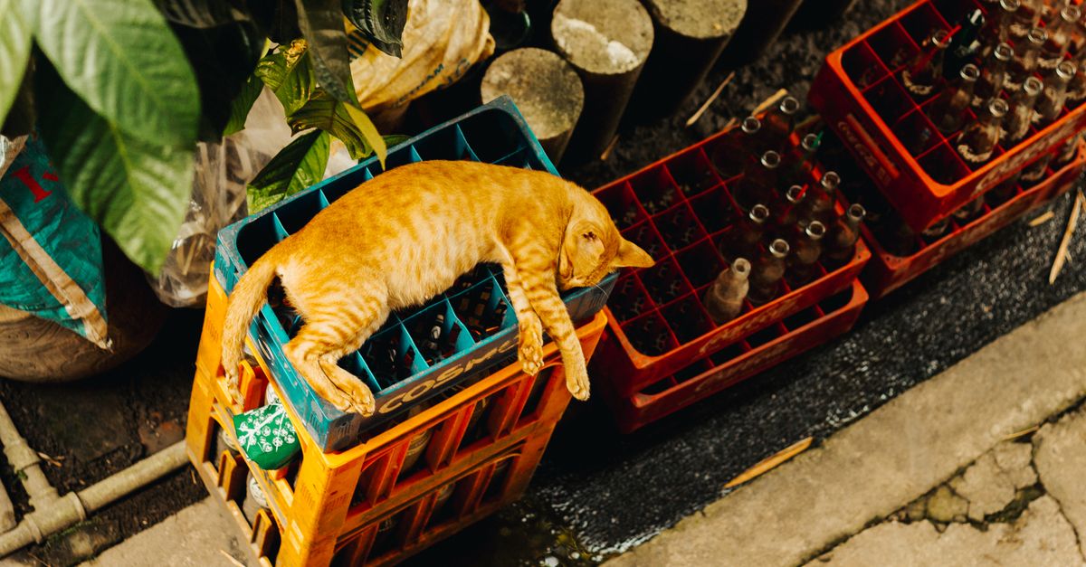 Den ultimative katcocoon guide: Sådan vælger du de bedste produkter fra kattebur.dk