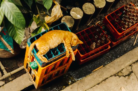 An orange cat comfortably sleeping on a stack of crates filled with bottles, outdoors.