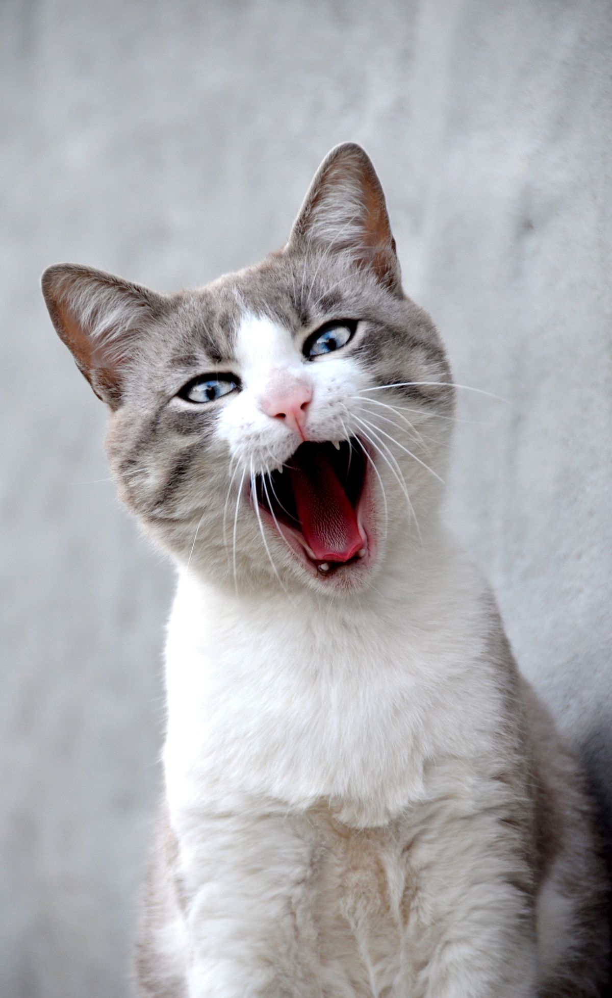 Cat Coughing vs. Hairball Gagging: How to Tell the Difference
