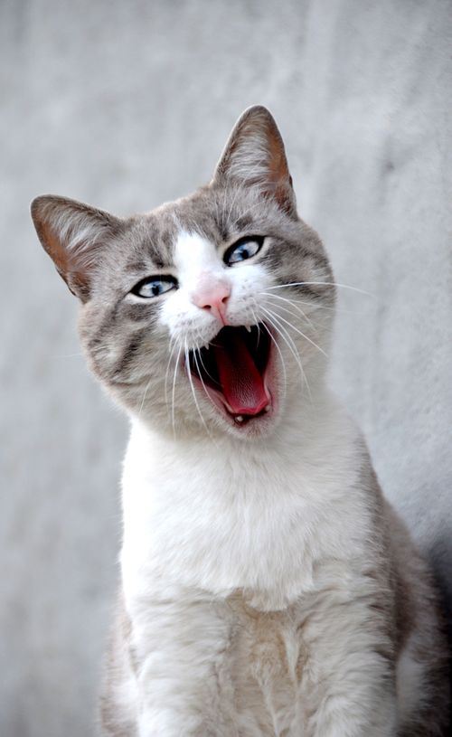 Free Close-up of an expressive Siamese cat with blue eyes and open mouth, showcasing its playful nature. Stock Photo
