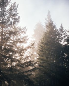 Sunlight filters through misty evergreen trees in an enchanting forest scene.