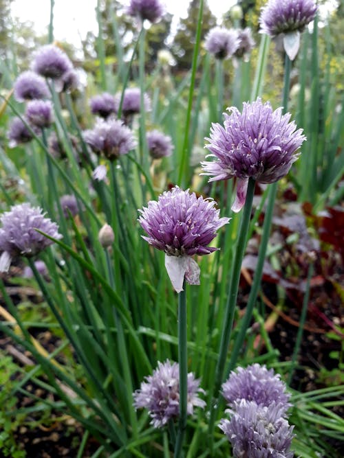 Free stock photo of chives, flower, home garden Stock Photo