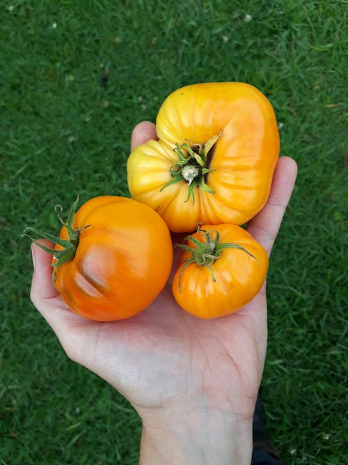 Free stock photo of harvest, heritage seeds, heritage tomato Stock Photo