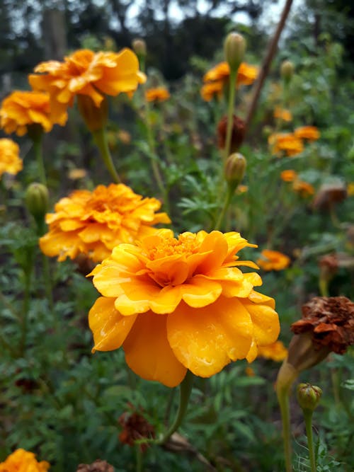 Free stock photo of flower, marigold, orange Stock Photo