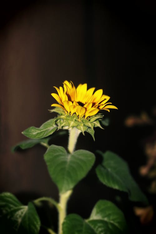 Free stock photo of flower, sunflower