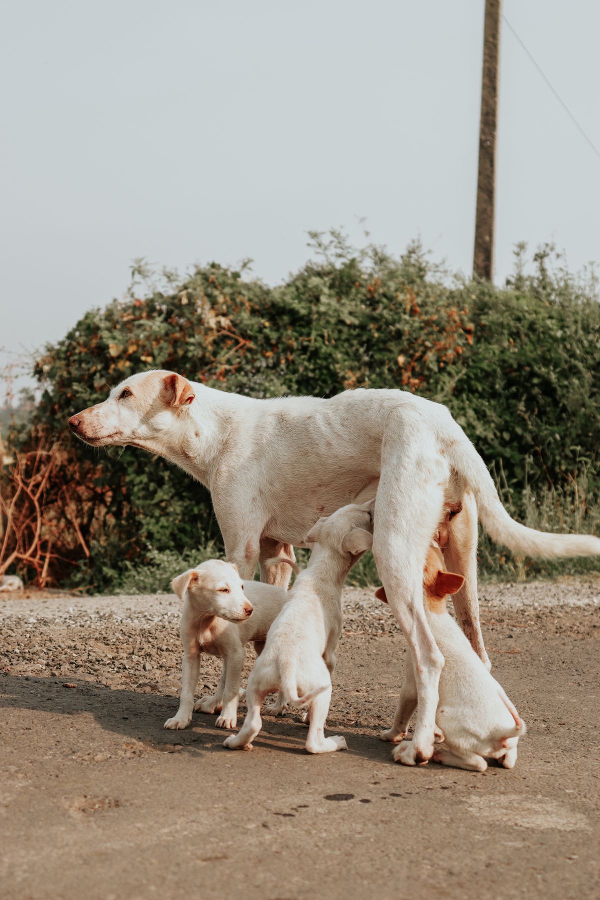 Puppy Kopen via Marktplaats: Broodfokker Herkennen, Regels en Checklist