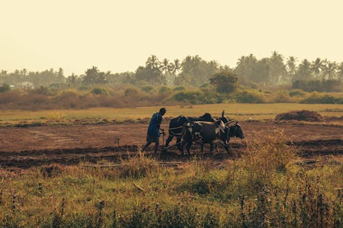 Foto profissional grátis de África, agricultor, agricultura