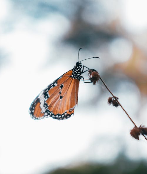 Free Orange Butterfly Perched on Brown Stem Stock Photo