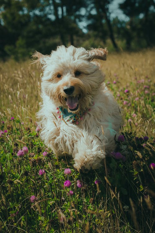 A White Dog Running on Field