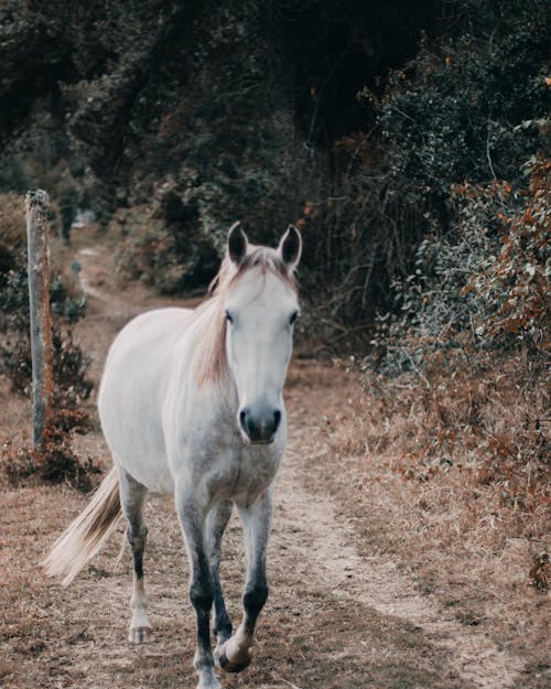 White Horse on a Path