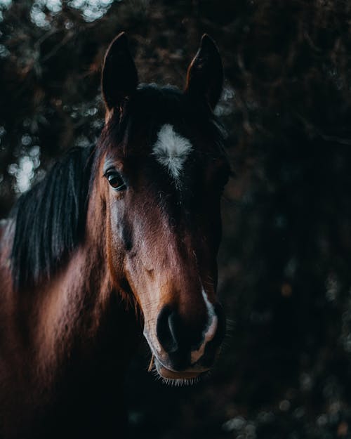 Gratis arkivbilde med dyr av hestefamilien, dyrefotografering, hest