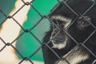 一只被圈养的野生动物在动物园里透过铁丝网窥视的特写，展现了灵长类动物的状态
