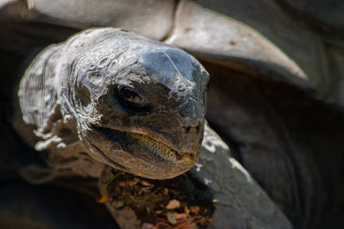 Braune Schildkröte