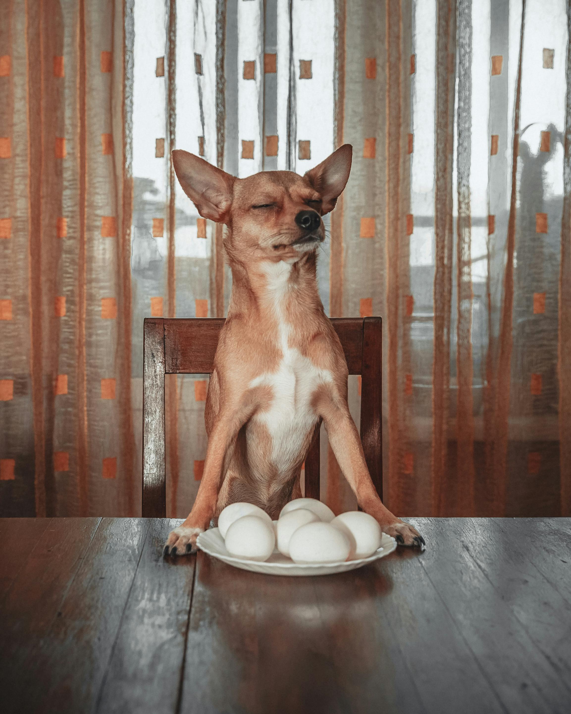 dog on a chair with plate full of hard boiled and peeled eggs