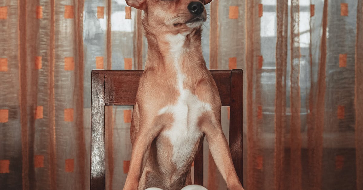 Why do dogs bury bones before eating them