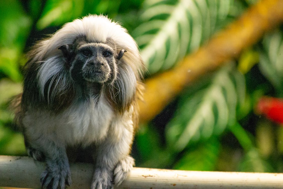 Fotografia Com Foco Raso Do Macaco Branco · Foto profissional gratuita