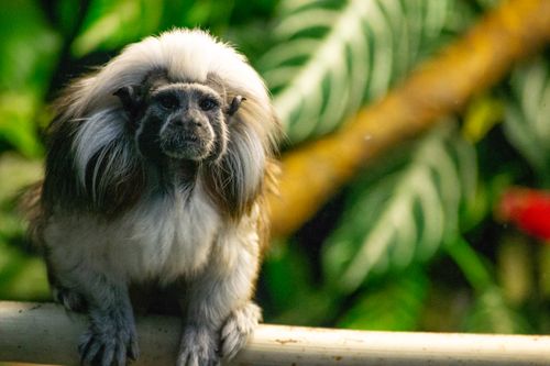 Free Close-up of a cotton topped tamarin sitting on a branch in a vibrant jungle setting. Stock Photo