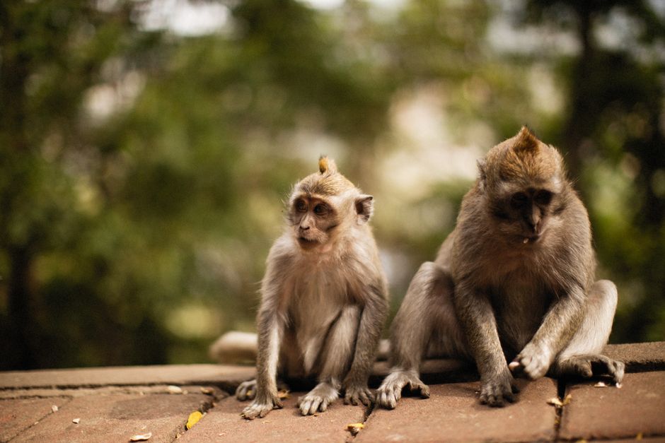 Emei Mountain Sichuan — The Monkeys