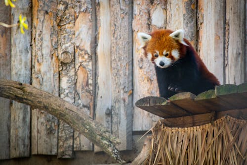 Panda Merah Di Permukaan Kayu Coklat