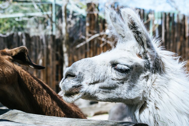 White Llama