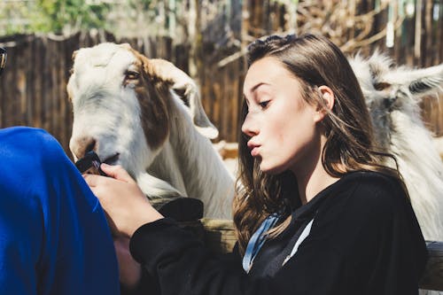 Woman Wearing Black Shirt White Goat at Daytime