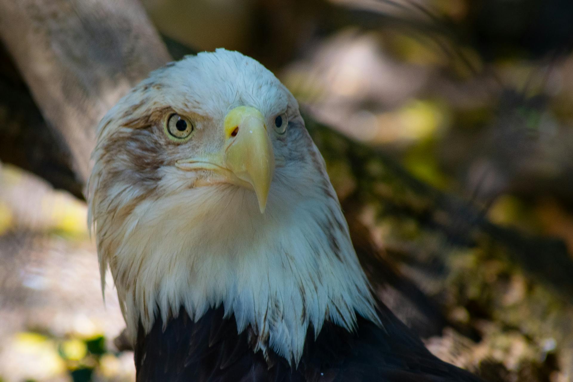 Close-up of a bald eagle perched outdoors, showcasing its sharp yellow beak and piercing eyes.