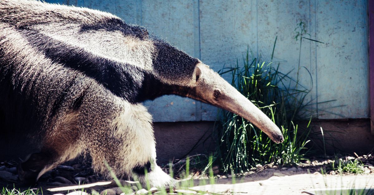 生活:你該知道的小食蟻獸「黑妞」失蹤事件!北市動物園呼籲民眾