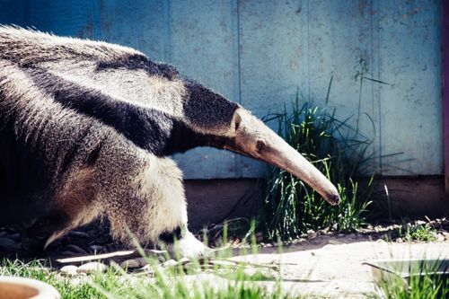 Free Close-up of a giant anteater in an outdoor park setting, showcasing its distinct features. Stock Photo